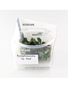 Bucephalandra sp. Red - Invitro