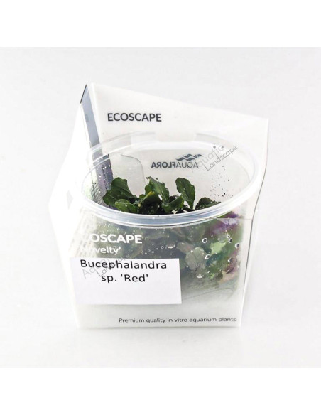 Bucephalandra sp. Red - Invitro