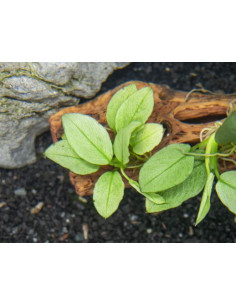 Anubias Barteri Nana var Jade 2