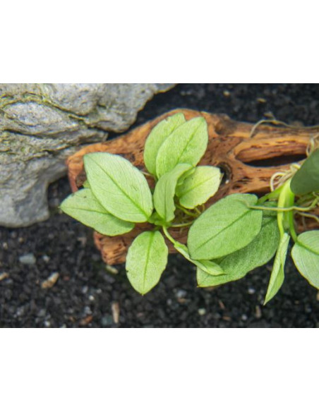 Anubias Barteri Nana var Jade