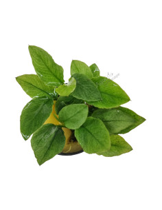 Anubias Barteri Nana var Jade
