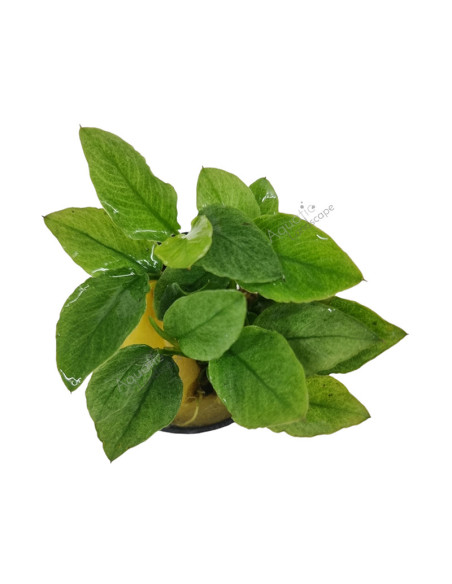 Anubias Barteri Nana var Jade