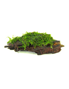 Mousse sur racine - Vesicularia Dubyana Christmas Moss