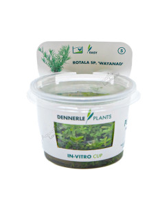 Rotala sp. ´Wayanad´ In-Vitro