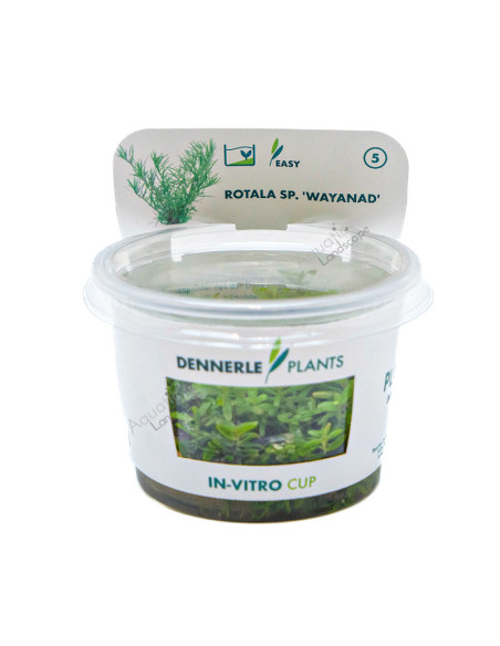 Rotala sp. ´Wayanad´ In-Vitro