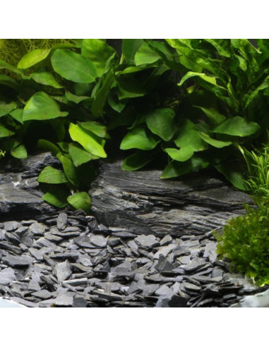 Dennerle - Gravier Plantahunter Baikal 10-30...