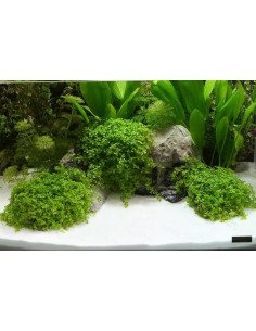 Dennerle - Sable naturel Plantahunter Beach 0,1-0,6 mm 2