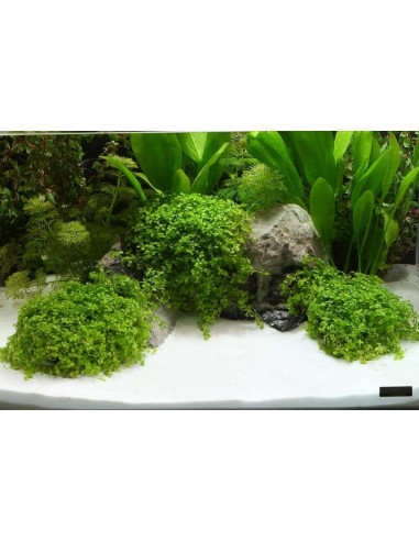 Dennerle - Sable naturel Plantahunter Beach...