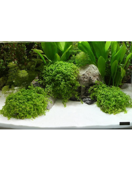 Dennerle - Sable naturel Plantahunter Beach 0,1-0,6 mm