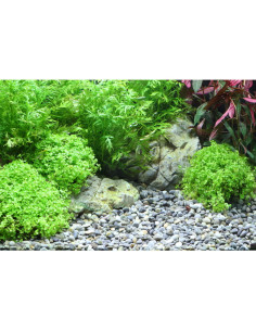 Dennerle - Gravier naturel Plantahunter River L 8-12mm 2