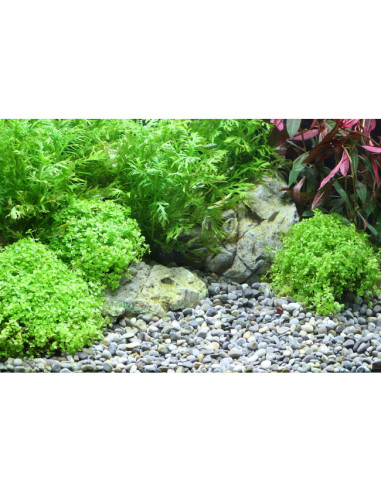 Dennerle - Gravier naturel Plantahunter River L...