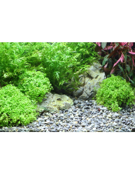 Dennerle - Gravier naturel Plantahunter River L 8-12mm