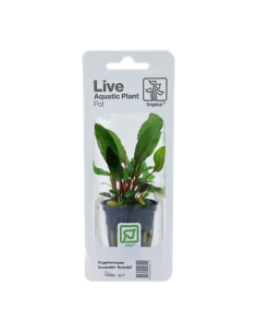 Cryptocoryne Beckettii Petchii en pot