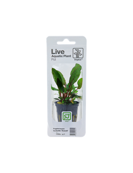Cryptocoryne Beckettii Petchii en pot