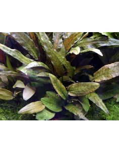 Cryptocoryne Beckettii Petchii en pot 2