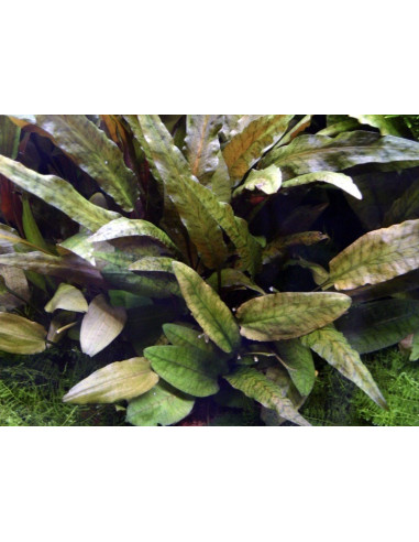 Cryptocoryne Beckettii Petchii en pot