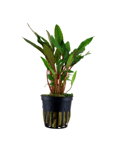 Cryptocoryne Beckettii Petchii en pot
