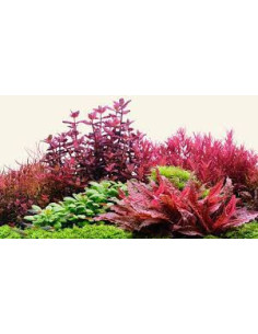 The 2Hr Aquarist - APT E/Estimative Index - 300ml 2