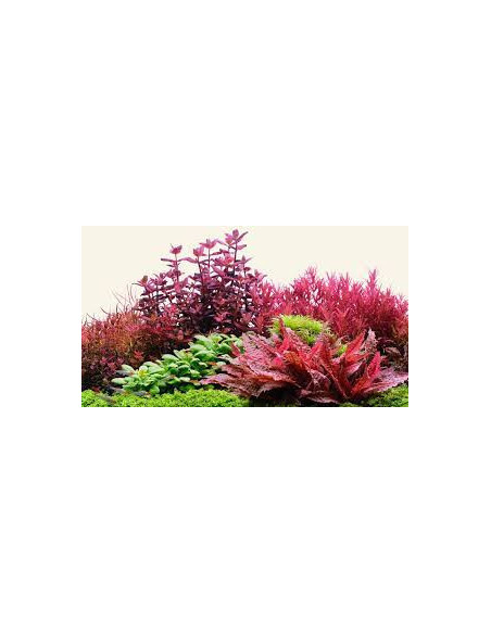 The 2Hr Aquarist - APT E/Estimative Index - 300ml