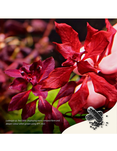 The 2Hr Aquarist - APT Jazz 54 caps