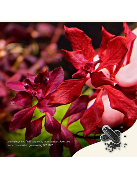 The 2Hr Aquarist - APT Jazz 54 caps