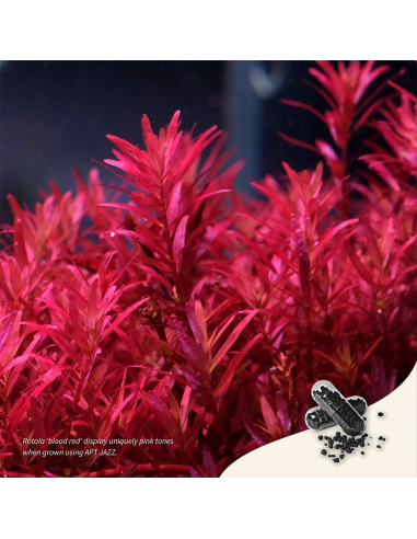 The 2Hr Aquarist - APT Jazz 54 caps