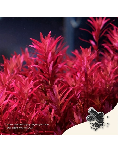 The 2Hr Aquarist - APT Jazz 54 caps