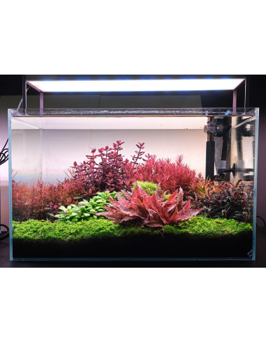 The 2Hr Aquarist - APT Jazz 54 caps