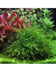 Taxiphyllum sp. Giant Moss