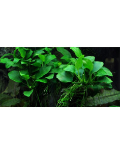 Anubias 'Petite' inVitro