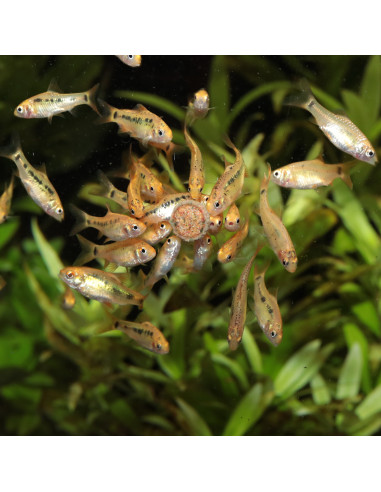 JBL - ProNovo Tab M 250ml