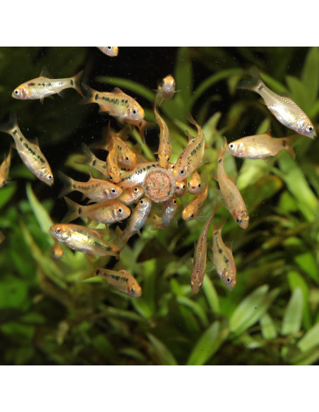 JBL - ProNovo Tab M 250ml