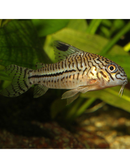 JBL - ProNovo corydoras Tab M 100ml