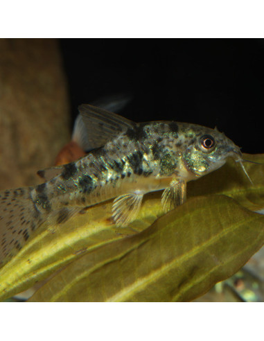 JBL - ProNovo corydoras Tab M 100ml