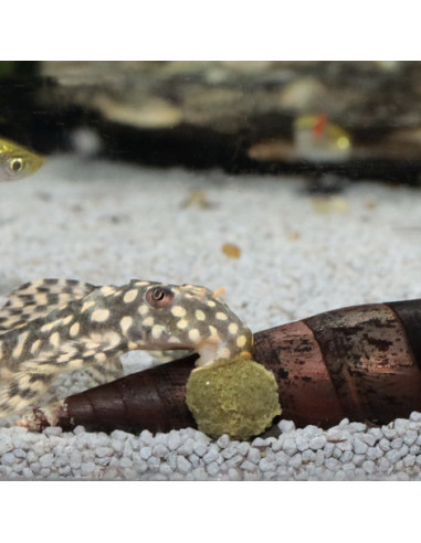 JBL - ProNovo Pleco Wafer M 100ml