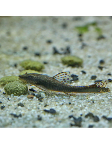 JBL - ProNovo Pleco Wafer M 100ml