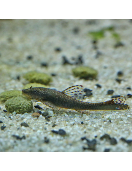 JBL - ProNovo Pleco Wafer M 100ml