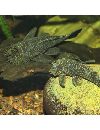 JBL - ProNovo Pleco Wafer XL 250ml