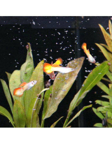 JBL - ProNovo Guppy Flakes S 100ml