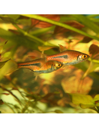 JBL - ProNovo Danio-Grano XS 100 ml