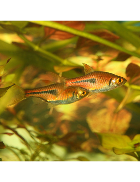 JBL - ProNovo Danio-Grano XS 100 ml