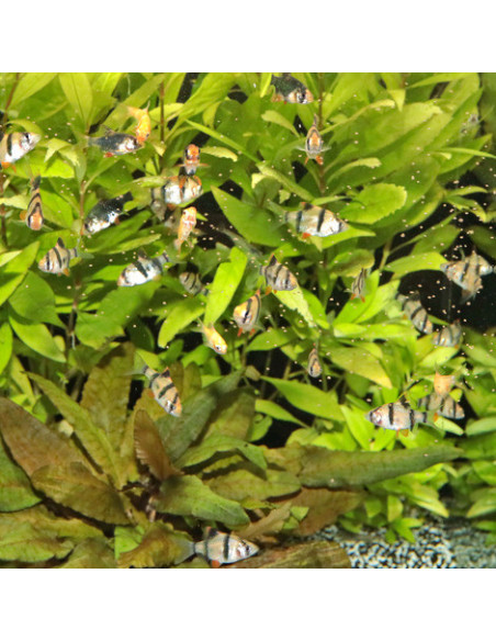 JBL - ProNovo Danio-Grano XS 100 ml