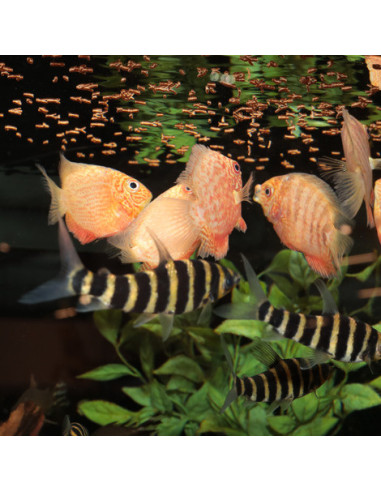 JBL - Pronovo Insect Stick S 100ml