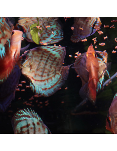 JBL - Pronovo Insect Stick S 250ml