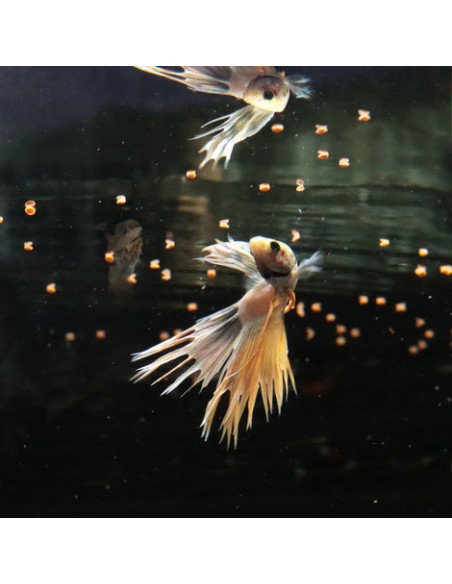 JBL - ProNovo Betta Grano S 100ml Click