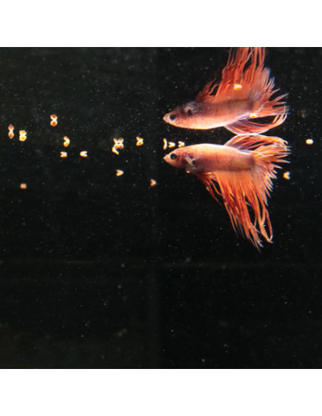 JBL - ProNovo Betta Grano S 100ml Click