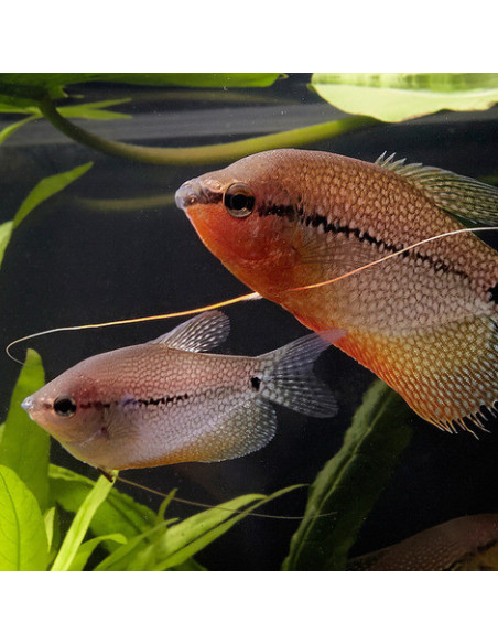 JBL - Pronovo Gourami Grano S 250ml