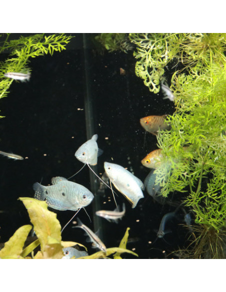 JBL - Pronovo Gourami Grano S 250ml