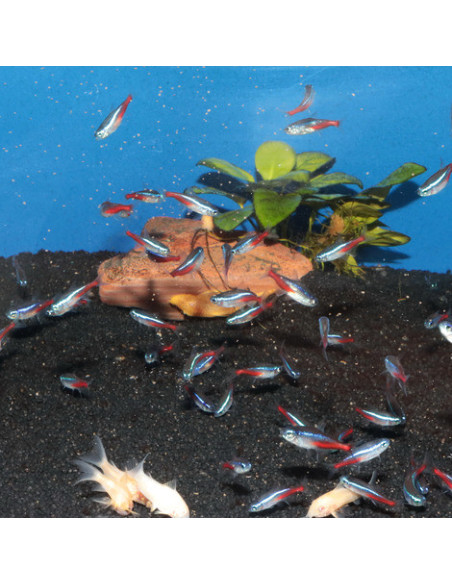 JBL - ProNovo Neon Grano XXS 100ml Click