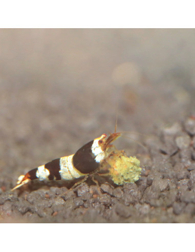 JBL - ProNovo Shrimps Grano S 100ml Click